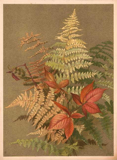 4 Fern Pictures Vintage Botanicals Fern Images Autumn Fern