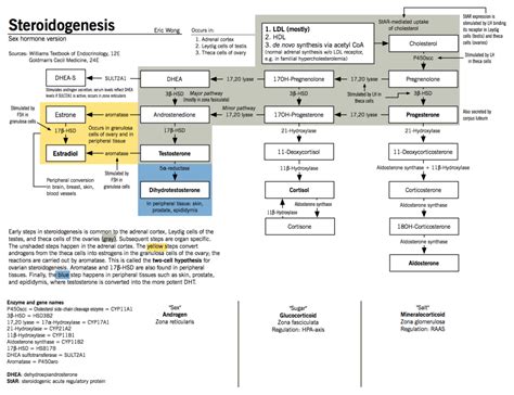 Steroidogenesis Sex Hormone Synthesis Mcmaster Pathophysiology Review