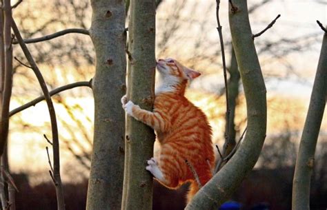 Free Images Tree Branch Wildlife Kitten Fauna Climb Tiger