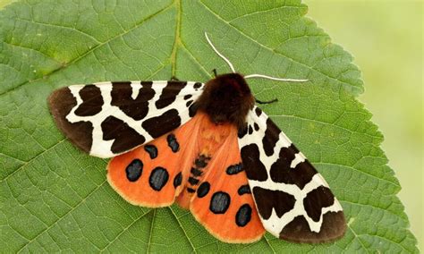 Top 10 Most Beautiful Moths In The World Nsnbc