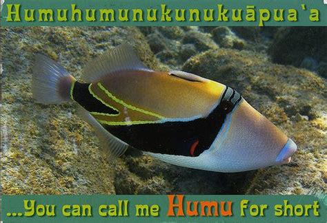 Postcard Humuhumunukunukuapuaa Hawaii Fish Vintage Hawaii