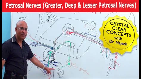 Petrosal Nerves Greater Deep And Lesser Petrosal Nerves Youtube
