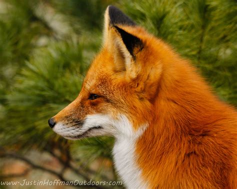 Red Fox Renard Animaux