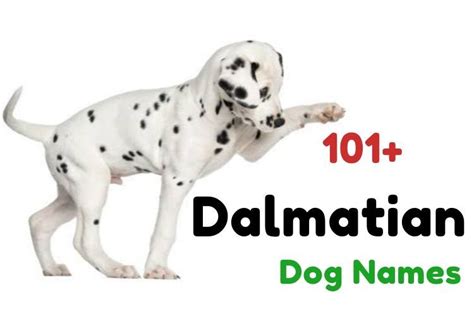 101 Dalmatian Names 101 Dalmatians Names Dog Names 101 Dalmatians
