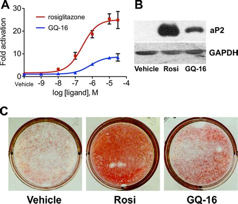 Gq 16 Is A Partial Agonist Of Ppar With Modest Adipogenic Activity A