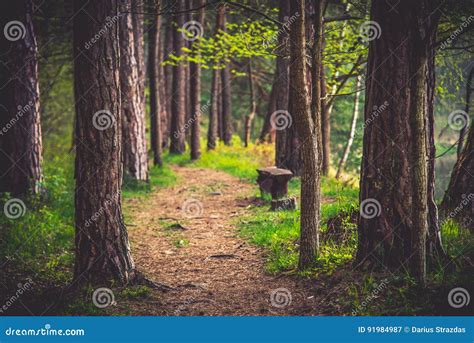 Forest Path Pine Resort Stock Image Image Of Countryside 91984987