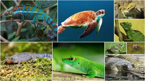 Liste Des Reptiles Par Ordre Alphabétique De A à Z Dictionnaire Des Animaux