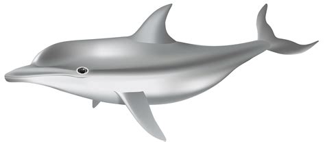 Dolphin Clipart Gray Dolphin Dolphin Gray Dolphin Transparent Free For