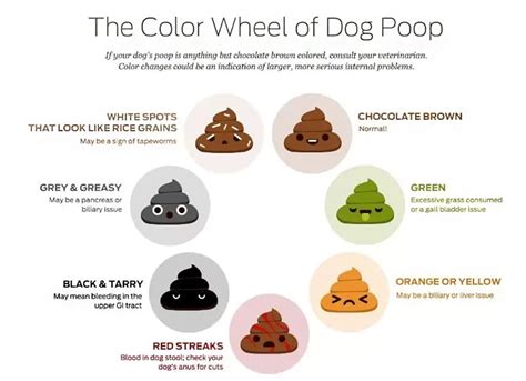 Whats The Scoop On Dog Poop In St Paul Mn St Paul Pet Hospitals