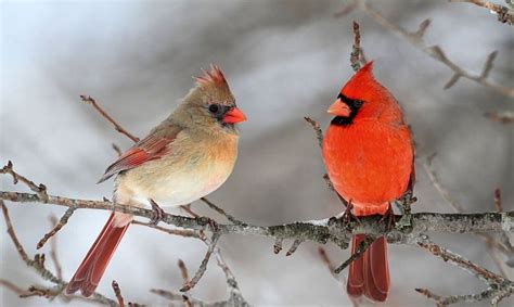 What Is The State Bird Of West Virginia Northern Cardinal