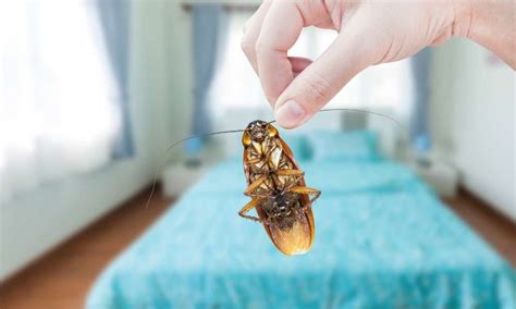 How To Prevent Cockroaches In Bedroom Homhz
