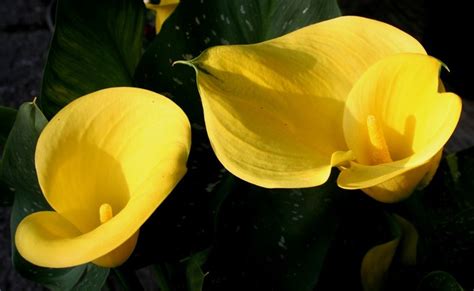 2048x1380 Free Screensaver Calla Lily Coolwallpapersme
