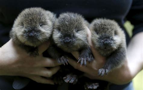 Meet 3 Adorable Baby Beavers Picture The Cutest Animals Roundup Abc