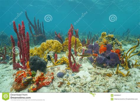 Colorful Marine Life Underwater On The Seabed Stock Photo