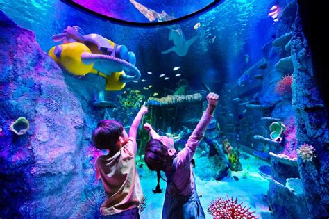 Dine Underwater Surrounded By Graceful Fish And Sharks In Sea Life