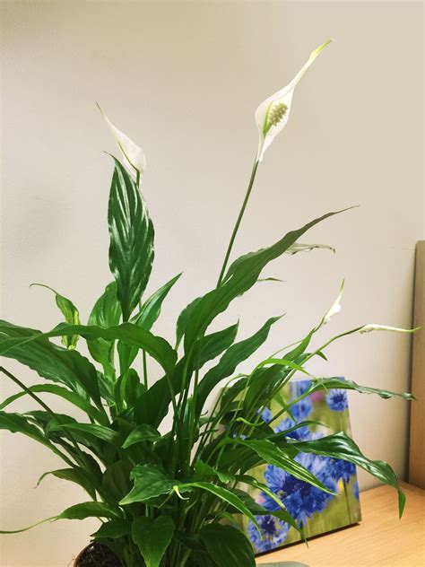 Well you're in luck, because here they come. Peace Lily Flower Spathiphyllum Indoor Plant @ Pot 40cm ...