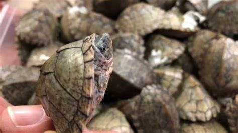 Nino turtle king 353 views5 months ago. Kura-kura Telinga Merah Yang Di Selundupkan Orang India