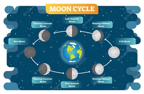 Diagrama Da Ilustração Do Vetor Do Ciclo Da Fase Da Lua Vetor Premium