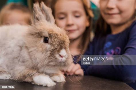 Yellow Bunny Photos And Premium High Res Pictures Getty Images