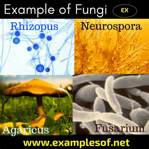 20 Examples Of Fungi Phycomycetes Ascomycetes Basidiomycetes And