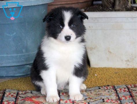 Are Border Collies Mixed Breed