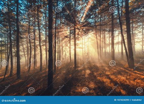 Sun Beams Pour Through Trees In Foggy Forest Stock Image Image Of