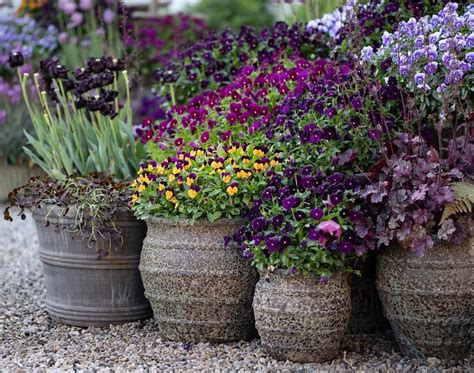 Potted Pansies Container Plants Container Gardening Window Boxes