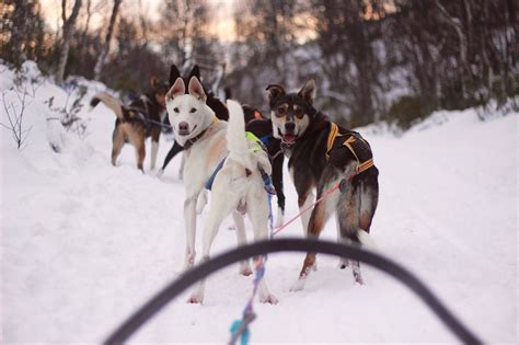 Husky Adventure And Winter Wonderland In Røros Pure Food And Travel