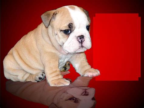 Facebook puppy scams where fraudsters disguised as real people post a sale of a dog for whom 3. English Bulldog Puppies For Sale Near Me | Top Dog Information