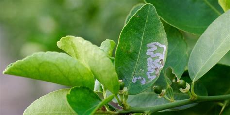 Curling Citrus Leaves How To Fix Leaf Curl Experienced Lawn Care