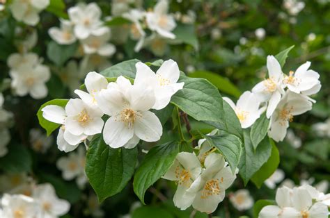How To Grow And Care For Mock Orange In 2022 Mock Orange Flowering