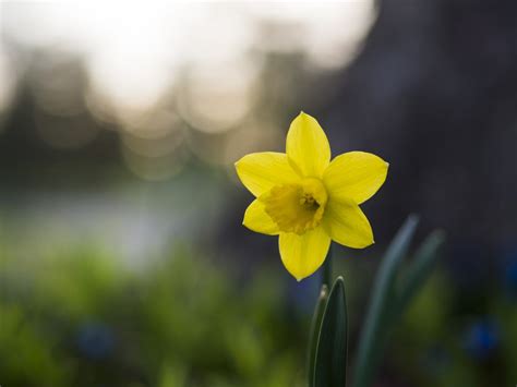 Free Photo Single Yellow Daffodil Narcissus Blooming Flower