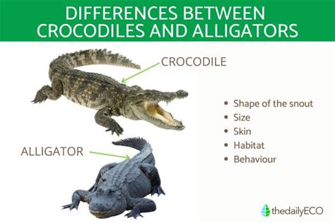 Difference Between Crocodiles And Alligators Main Characteristics And