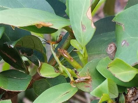 Orlando Fl Weird Orange Bugs Found Munching On Love Bugs Whatsthisbug