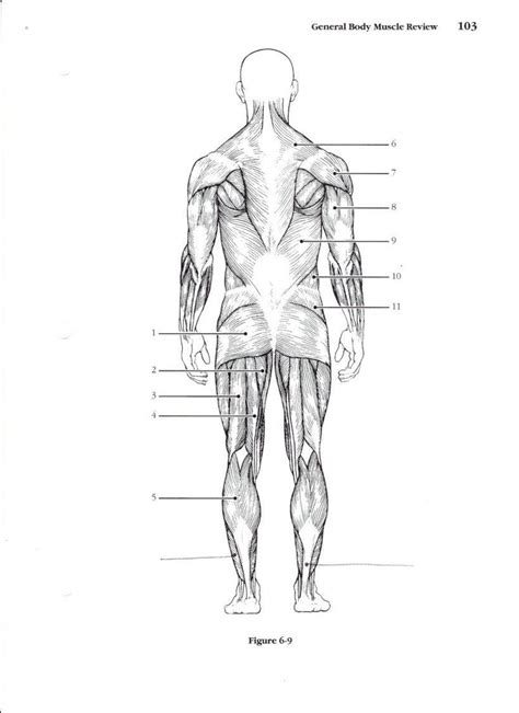 Muscular System Worksheet Lobo Black Muscle Diagram Muscular