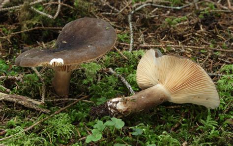 Lactarius picinus - identifier-les-champignons.com