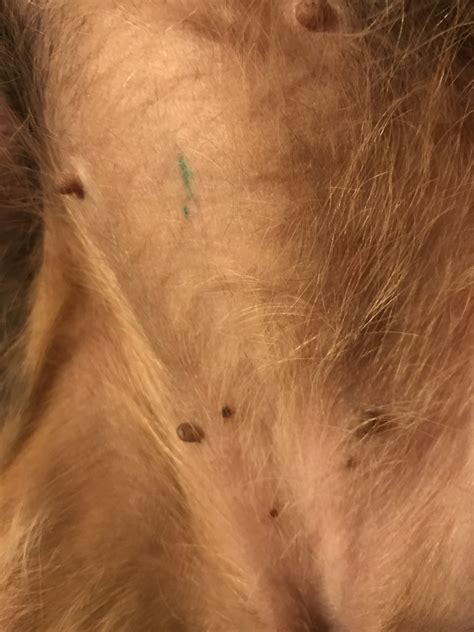 My Dog Has Two Spots On Her Belly That Kind Of Look Like Frecklessmall