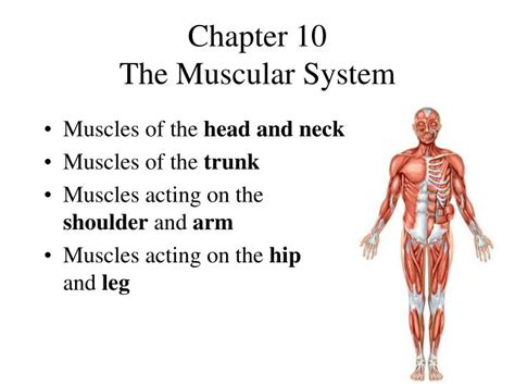 Ppt Chapter 10 The Muscular System Powerpoint Presentation Free
