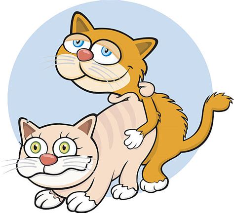 Mating Cats Illustrations Royalty Free Vector Graphics And Clip Art Istock