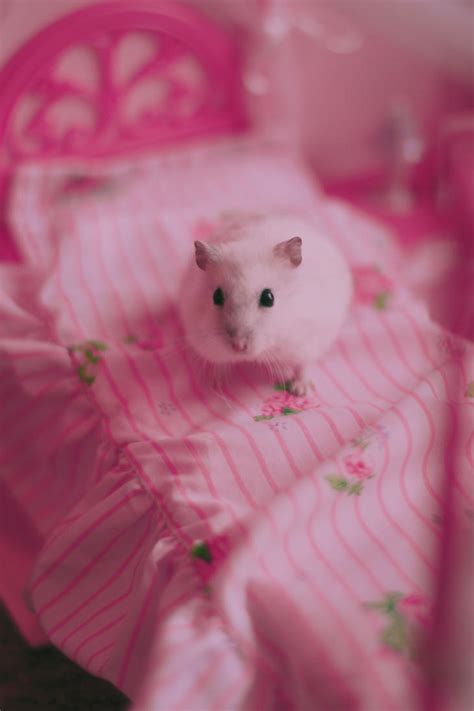 Pink Hamster By Cassiescrue On Deviantart