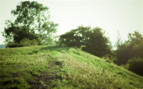 1082460 Sunlight Forest Quote Grass Sky Field Morning Wind