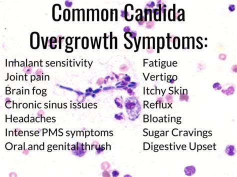 Candida Yeast Overgrowthcauses Symptoms And Solutions