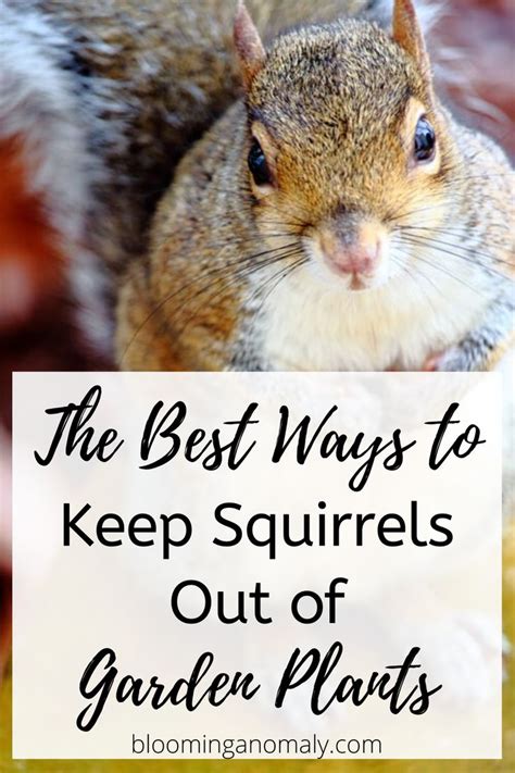 Keep Squirrels Out Of Your Garden Squirrel Repellant Garden Garden