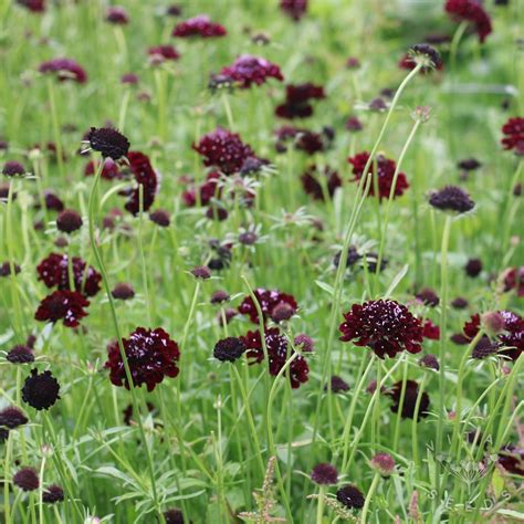 Scabiosa Black Knight Organic New For 2024 Vital Seeds