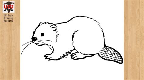How To Draw A Beaver Drawing Easy Sketch And Outline Step By Step For