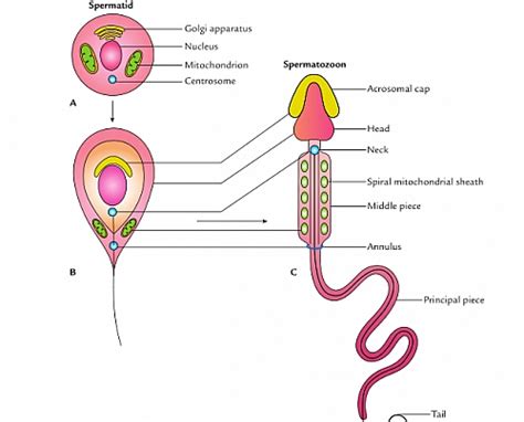 Illustration Of Spermatogenesis Spermatogenesis Occurs Within The Images