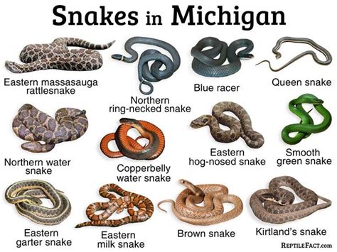 List Of Common Types Of Snakes Found In Michigan Types Of Snake Milk