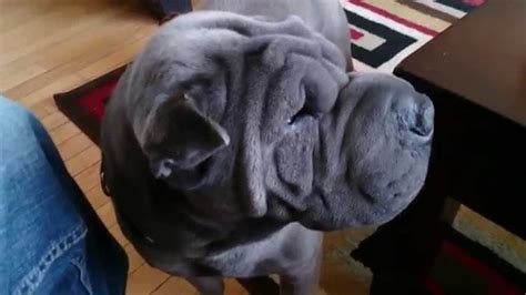 Rare Dog Chinese Blue Tongue Shar Pei Youtube