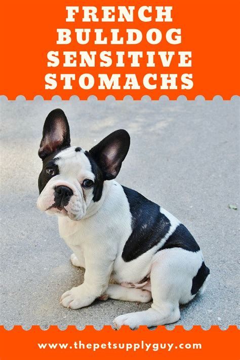 French bulldogs (frenchies) aren't the most active breed, but they aren't lazy either. Best Food for a French Bulldog with a Sensitive Stomach ...