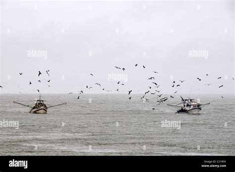 Longline Fishing Seabirds Hi Res Stock Photography And Images Alamy